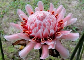 etlingera wyniosła różowa „róża” (etlingera elatior pink)